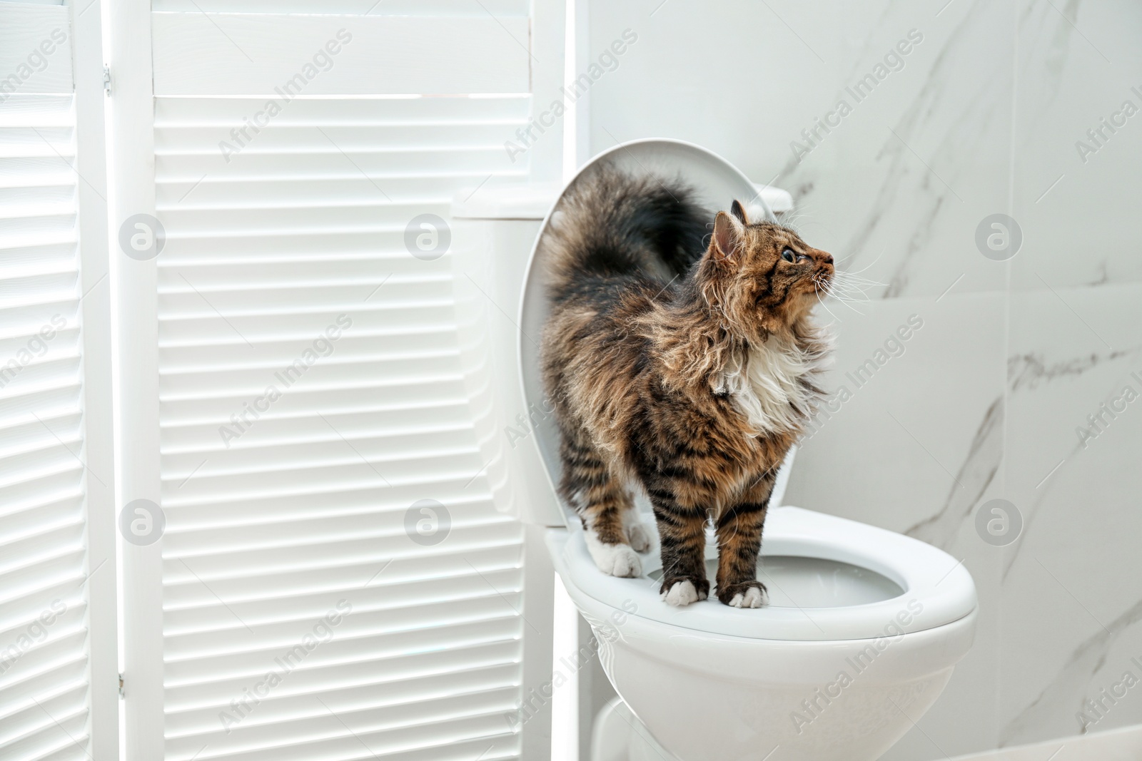 Photo of Cute cat on toilet bowl in bathroom