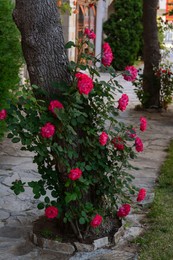 Photo of Beautiful blooming rose bush growing near tree on city street