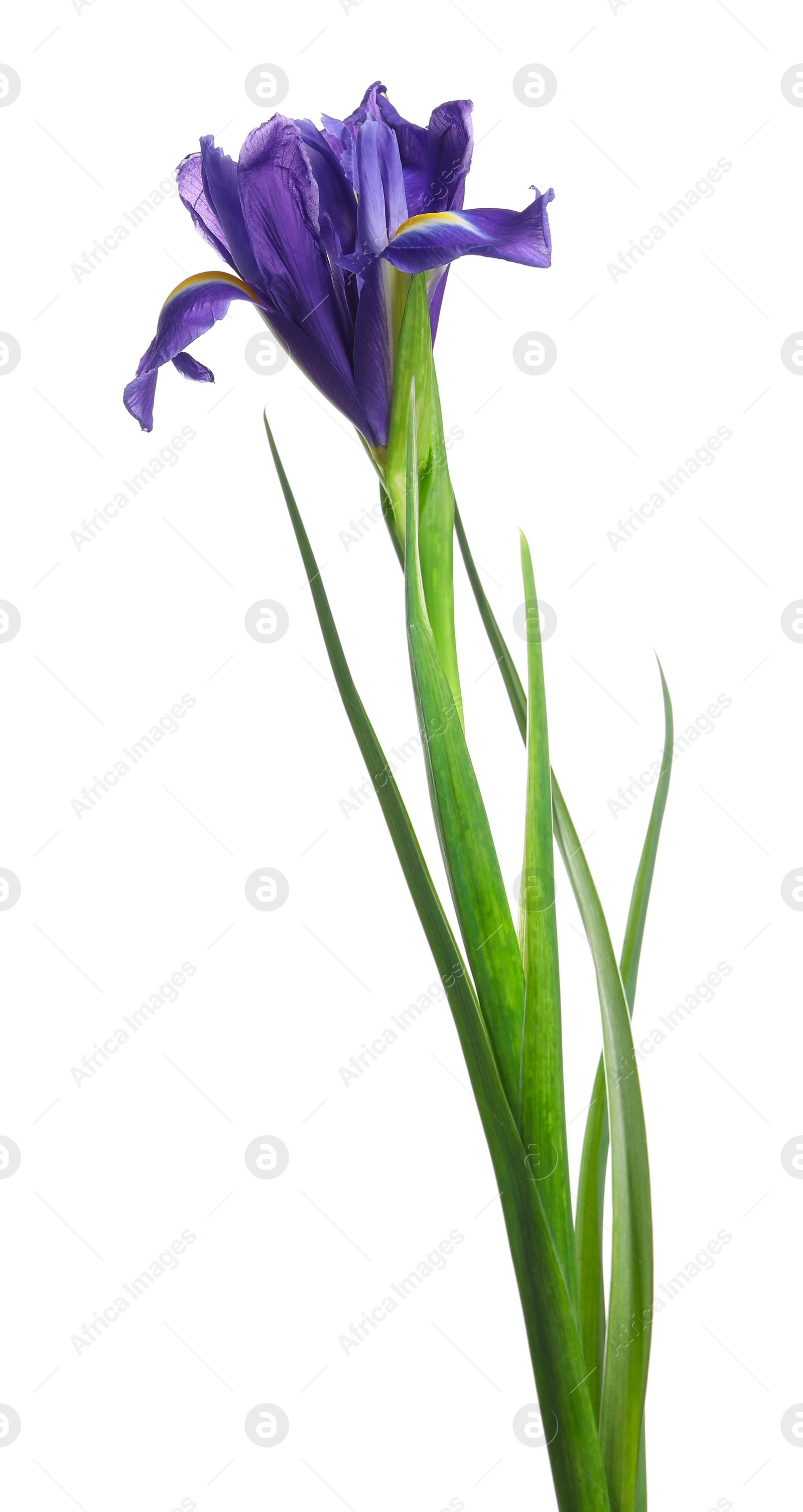 Photo of Beautiful violet iris flower isolated on white