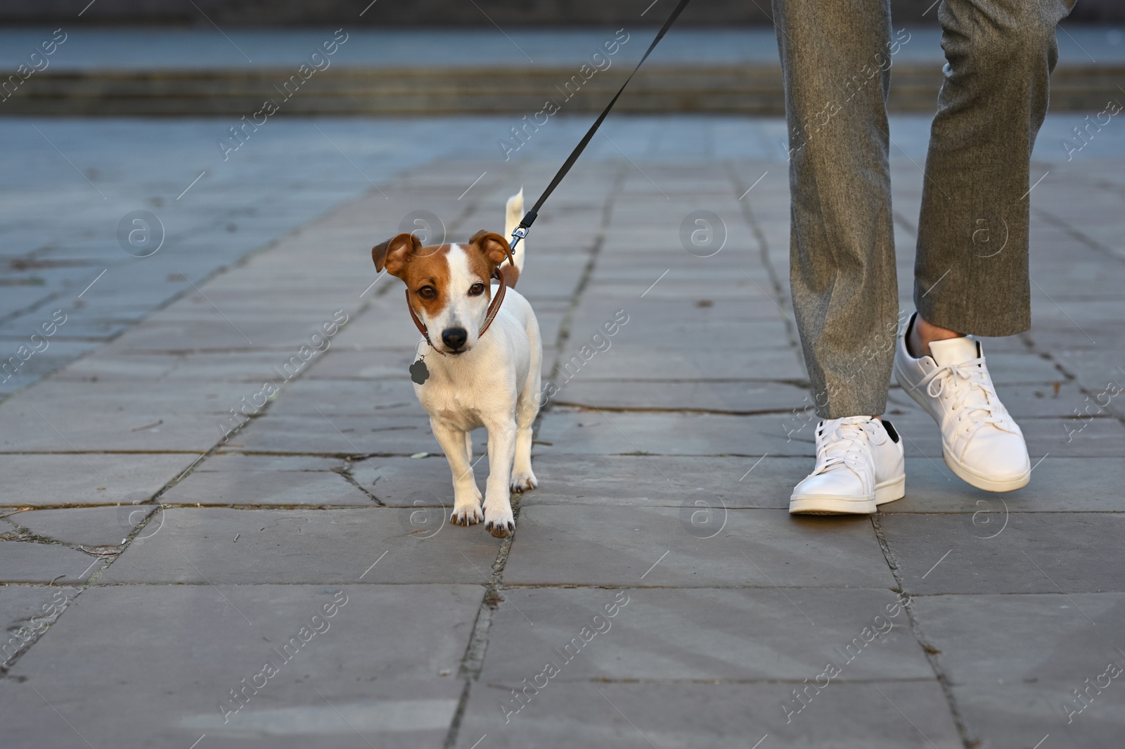 Photo of Man with adorable Jack Russell Terrier on city street, closeup. Dog walking