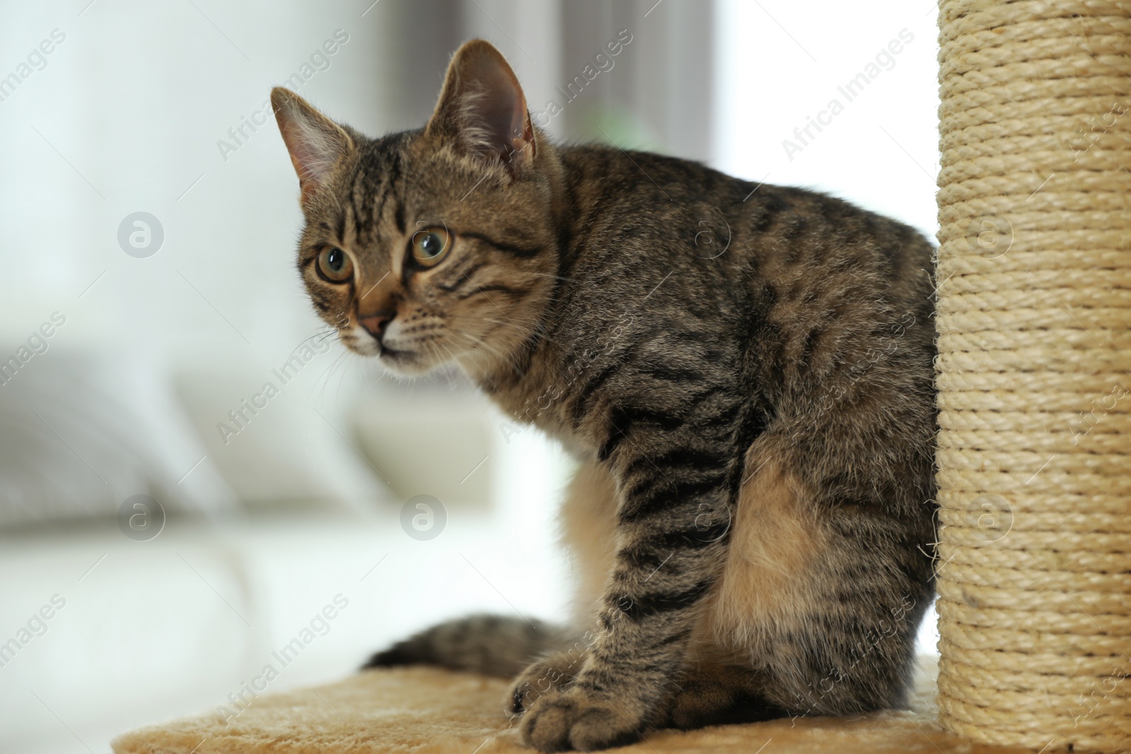 Photo of Cute tabby cat and pet tree at home