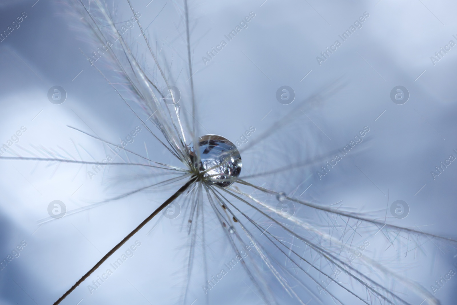 Photo of Seeds of dandelion flower with water drops on blurred background, macro photo