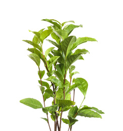 Tea plant with fresh green leaves isolated on white