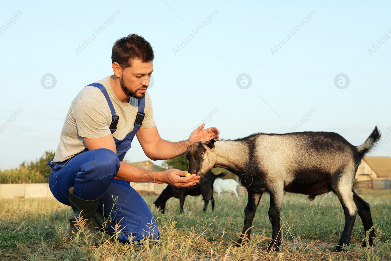 Photo of Man feeding goat at farm. Animal husbandry