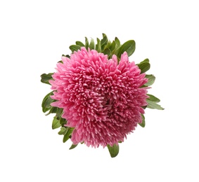 Beautiful pink aster isolated on white, top view.  Autumn flower