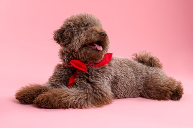 Cute Toy Poodle dog with red bandana on pink background