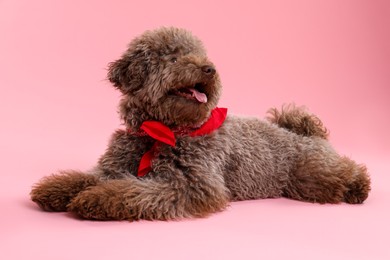 Photo of Cute Toy Poodle dog with red bandana on pink background