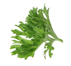 Photo of Aromatic fresh green parsley on white background