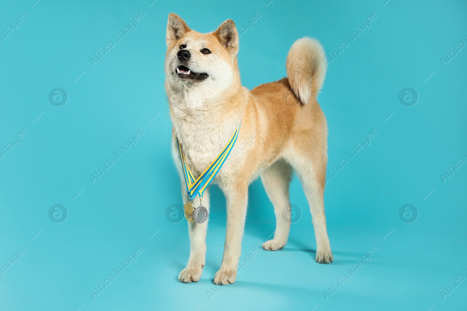 Photo of Adorable Akita Inu dog with champion medals on light blue background