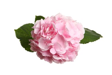 Photo of Branch of hortensia plant with delicate flowers on white background, top view