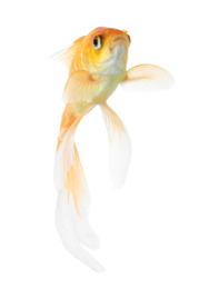 Beautiful bright small goldfish isolated on white