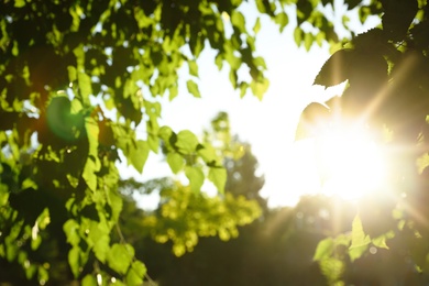 Photo of Blurred view of tree with green leaves on sunny day