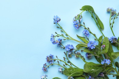 Beautiful blue forget-me-not flowers on turquoise background, flat lay. Space for text