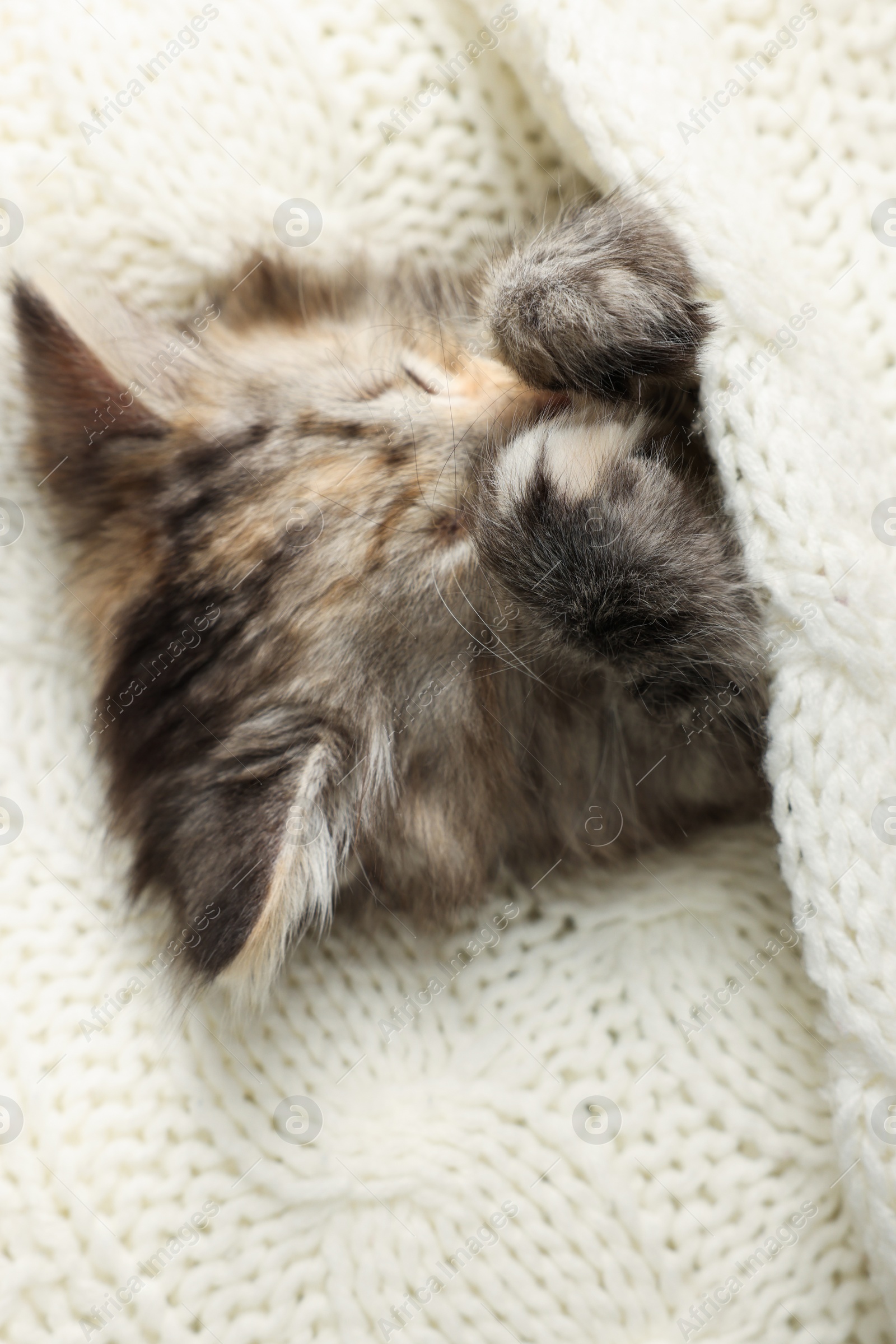Photo of Cute kitten sleeping in white knitted blanket