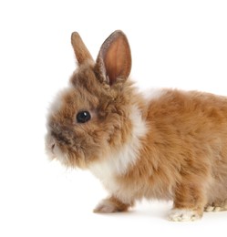 Cute fluffy pet rabbit isolated on white