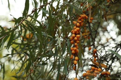 Photo of Sea buckthorn shrub with ripe berries growing outdoors