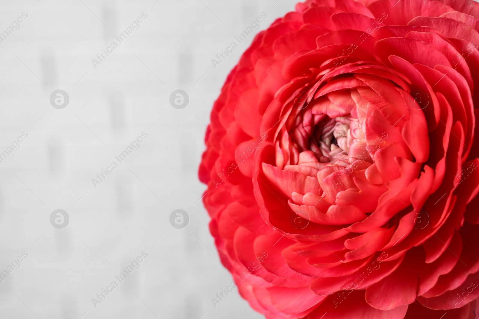 Photo of Beautiful fresh ranunculus flower on blurred background, closeup. Space for text