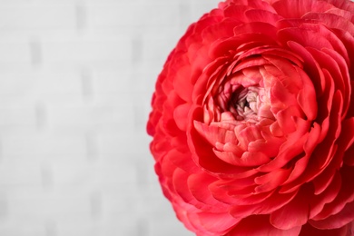 Photo of Beautiful fresh ranunculus flower on blurred background, closeup. Space for text