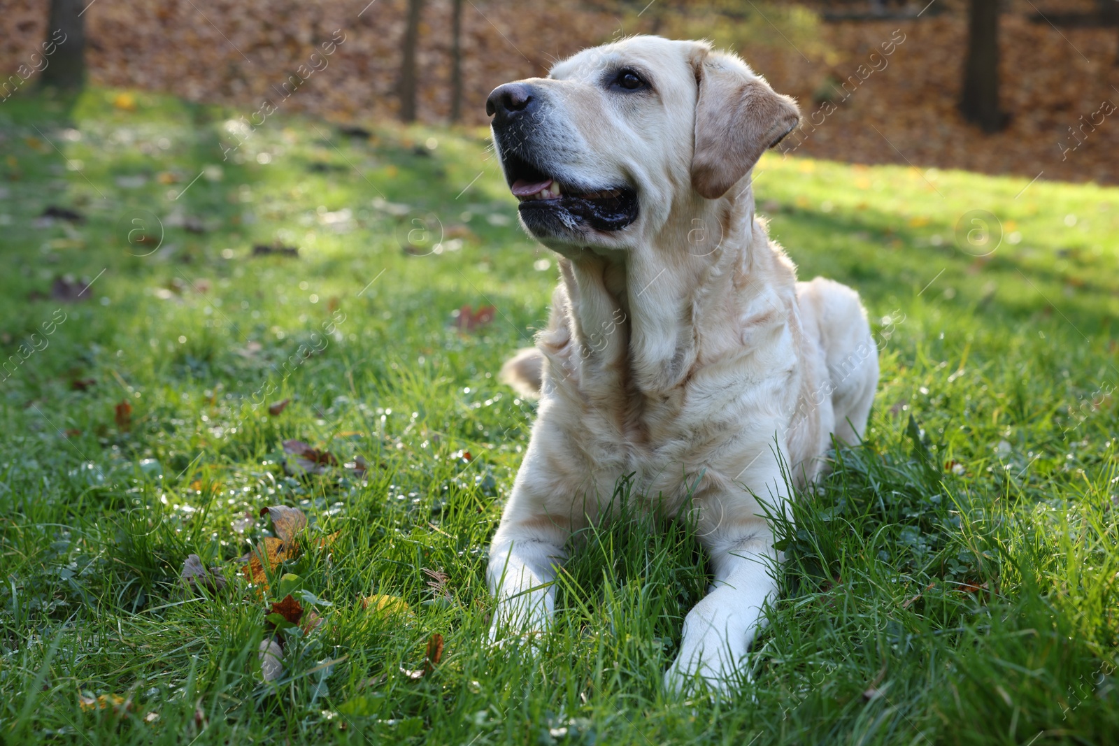 Photo of Cute Labrador Retriever dog on green grass in sunny autumn park. Space for text