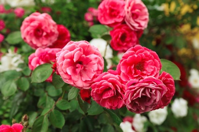 Photo of Beautiful blooming roses in garden on summer day