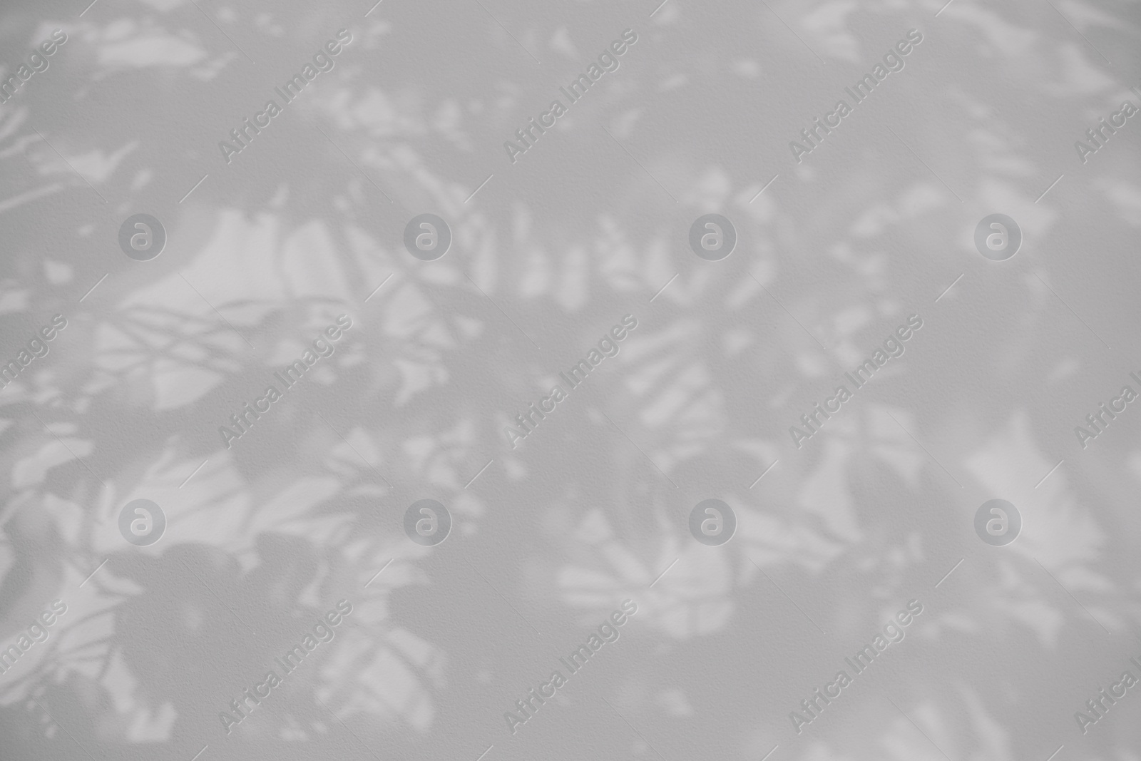 Photo of Shadow of plant falling on white wall, space for text