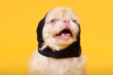 Photo of Cute Pekingese dog with bandana on yellow background