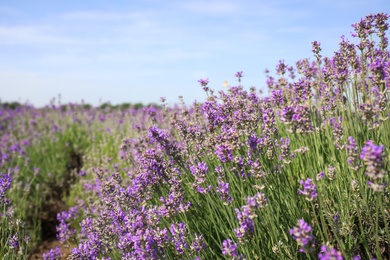 Photo of Beautiful blooming lavender field on summer day