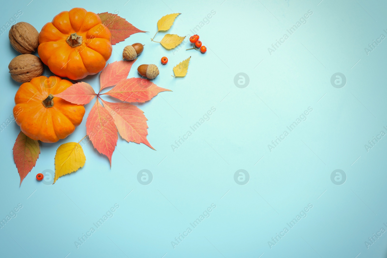 Photo of Flat lay composition with pumpkins and autumn leaves on light blue background, space for text. Thanksgiving Day