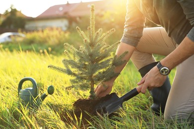 Man planting conifer tree in countryside on sunny day, closeup