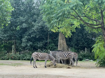 Photo of Beautiful striped African zebras in zoo enclosure