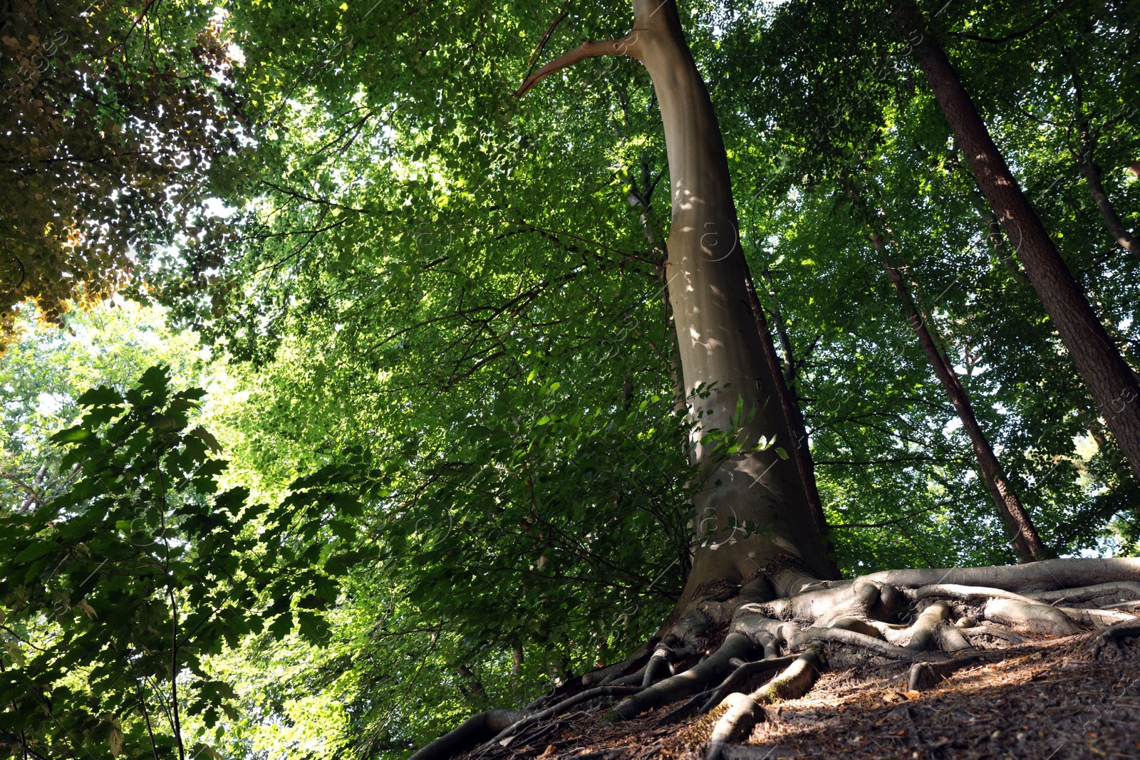 Photo of Tree roots visible through ground in forest