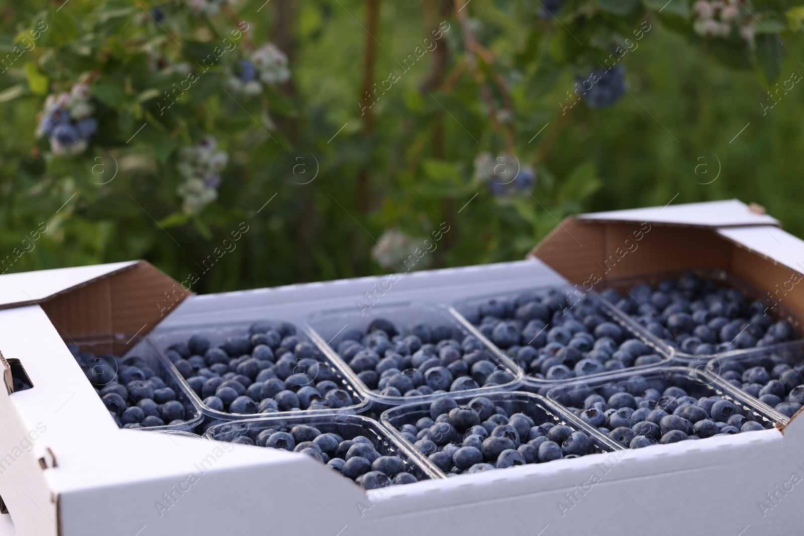 Photo of Box with containers of fresh blueberries outdoors. Seasonal berries