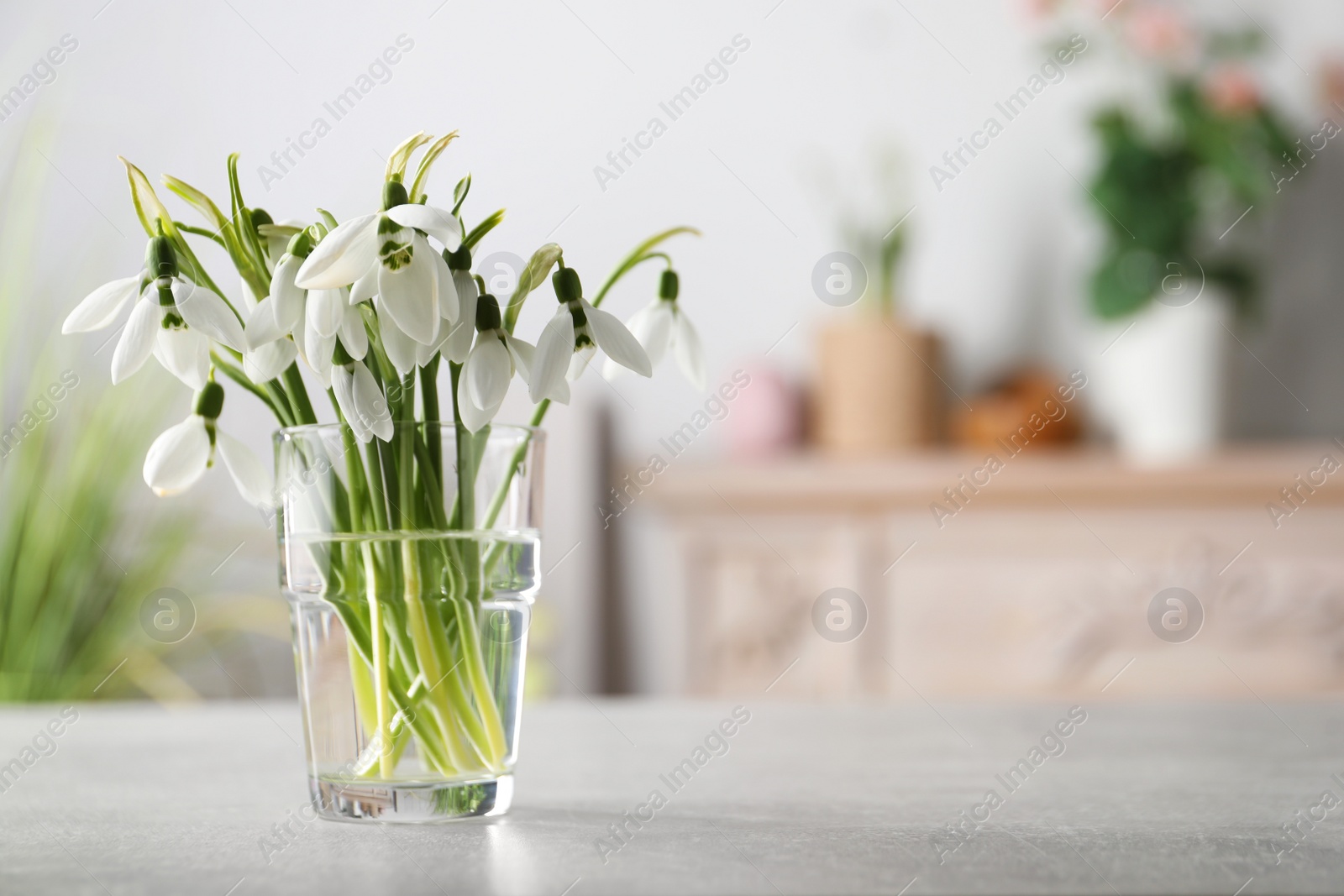 Photo of Beautiful snowdrop flowers in glass on light grey table. Space for text
