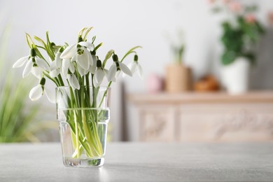 Photo of Beautiful snowdrop flowers in glass on light grey table. Space for text