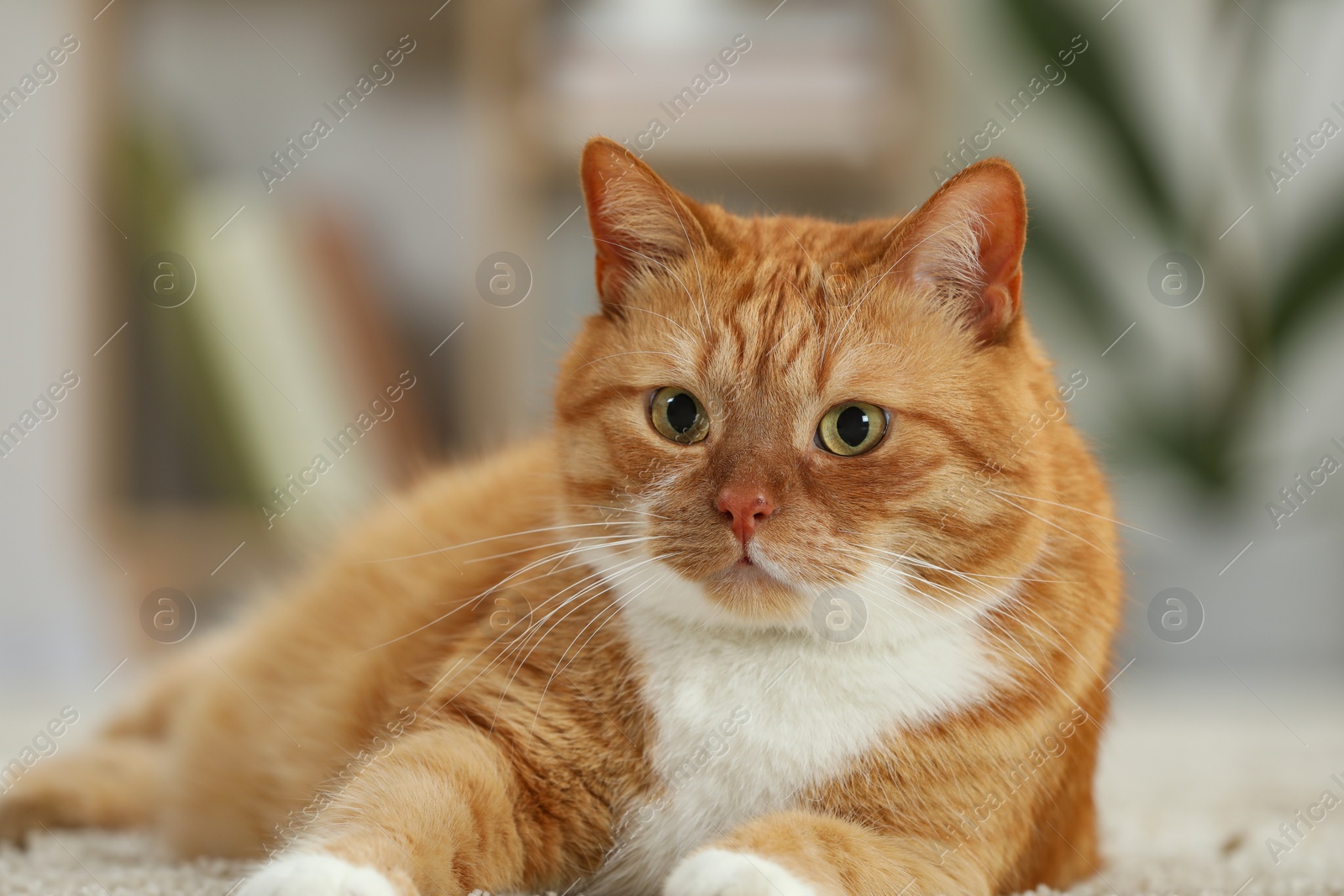 Photo of Cute ginger cat on blurred background, closeup