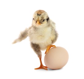 Photo of Cute chick and egg isolated on white. Baby animal