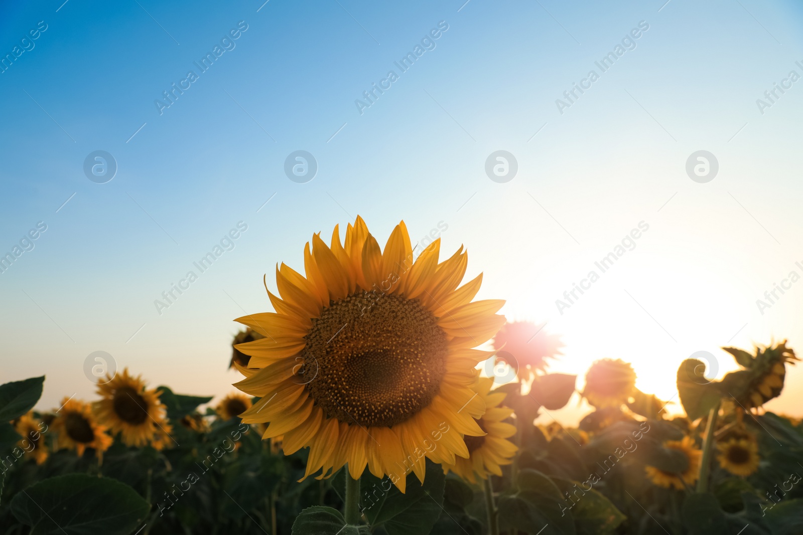 Photo of Sunflower growing in field outdoors on sunny day