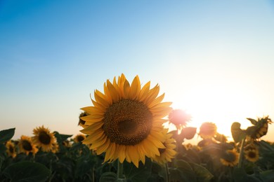 Photo of Sunflower growing in field outdoors on sunny day