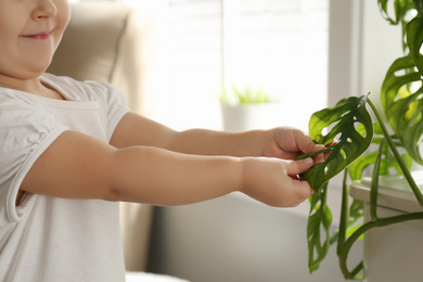 Photo of Little girl playing with houseplant at home, closeup