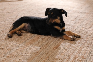 Cute little puppy lying on floor with beige carpet