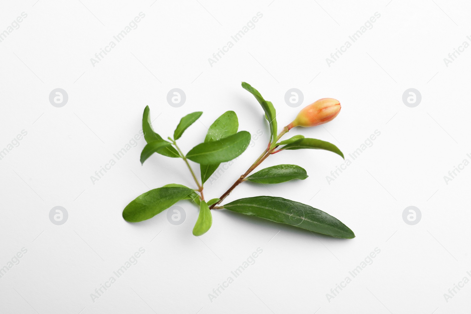 Photo of Pomegranate branch with green leaves and bud on white background, top view