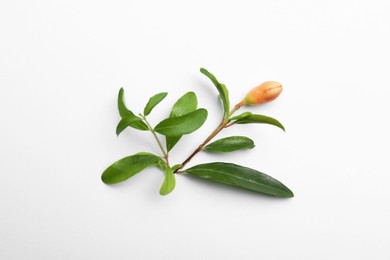 Pomegranate branch with green leaves and bud on white background, top view