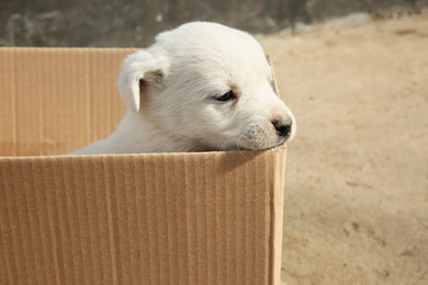 Photo of Stray puppy in cardboard box outdoors. Baby animal