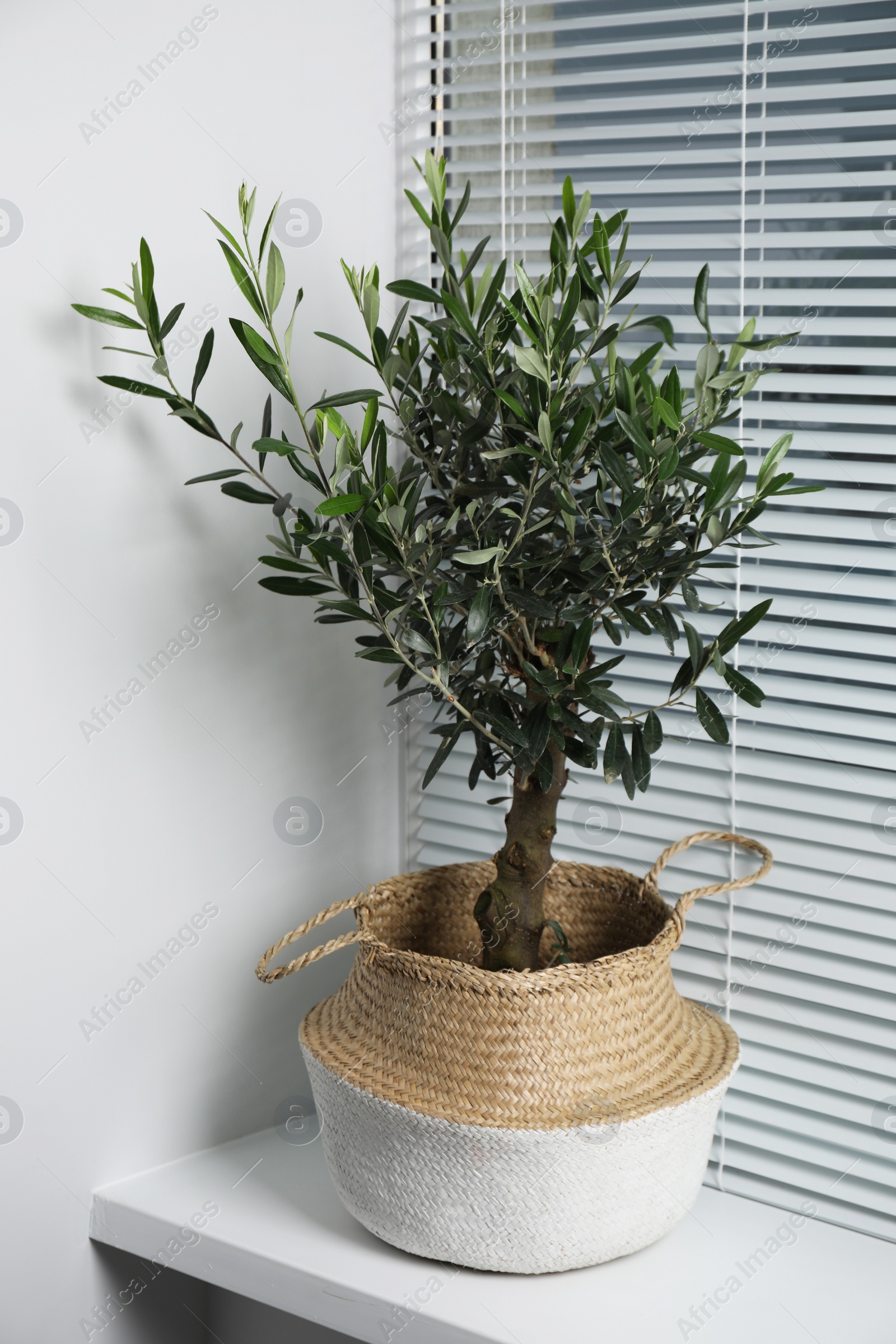 Photo of Beautiful young potted olive tree on windowsill indoors. Interior element