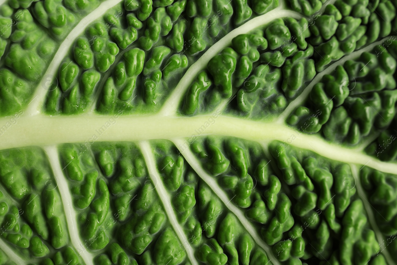 Photo of Green leaf of savoy cabbage as background, closeup
