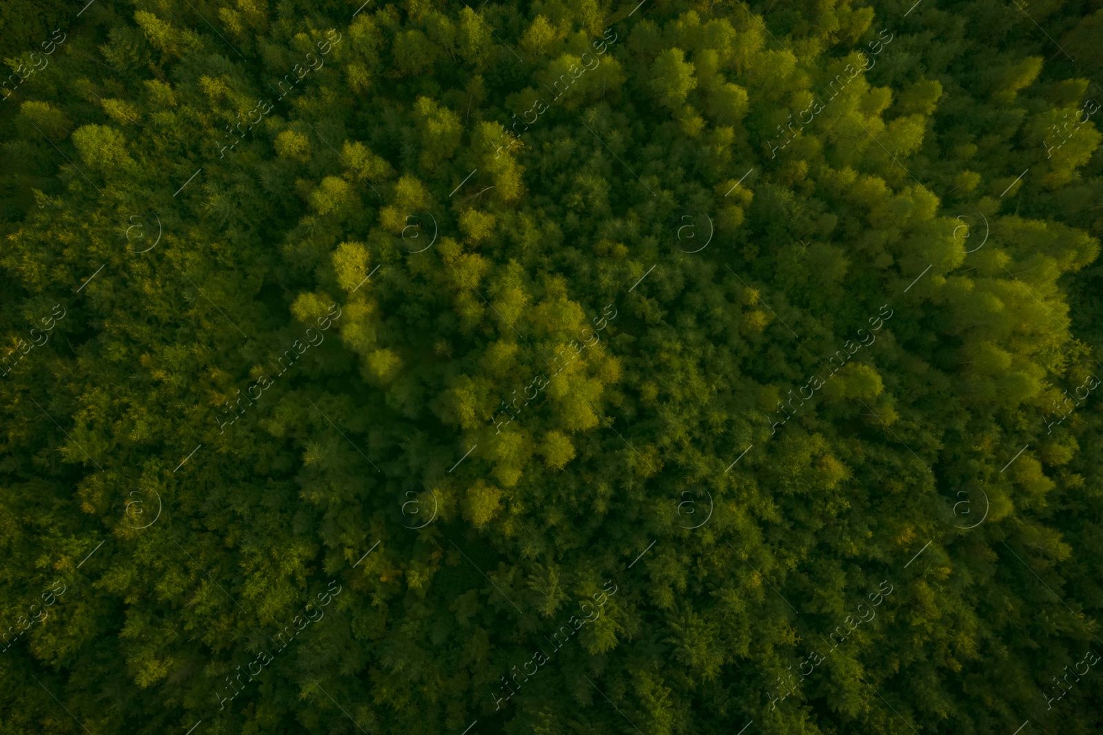 Image of Aerial view of forest with beautiful green trees