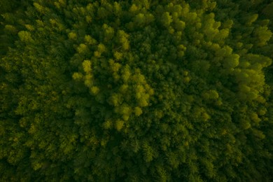 Image of Aerial view of forest with beautiful green trees