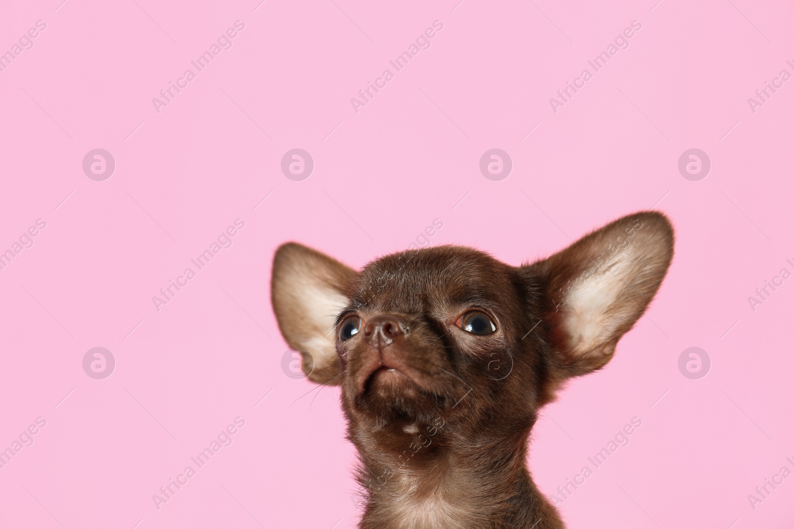 Photo of Cute small Chihuahua dog on pink background. Space for text