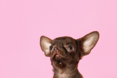 Photo of Cute small Chihuahua dog on pink background. Space for text