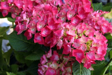 Photo of Beautiful tropical flowers with green leaves in garden, closeup